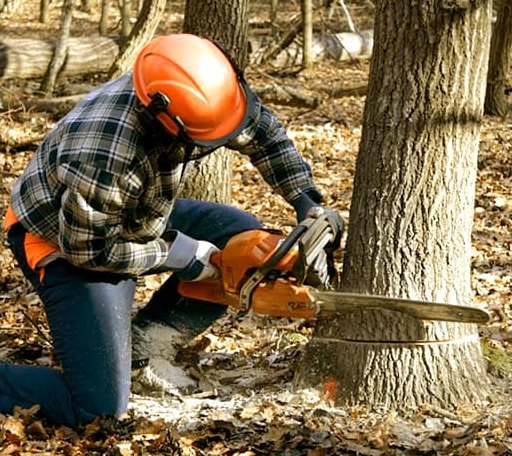 Tree Removal in Waurika, OK
